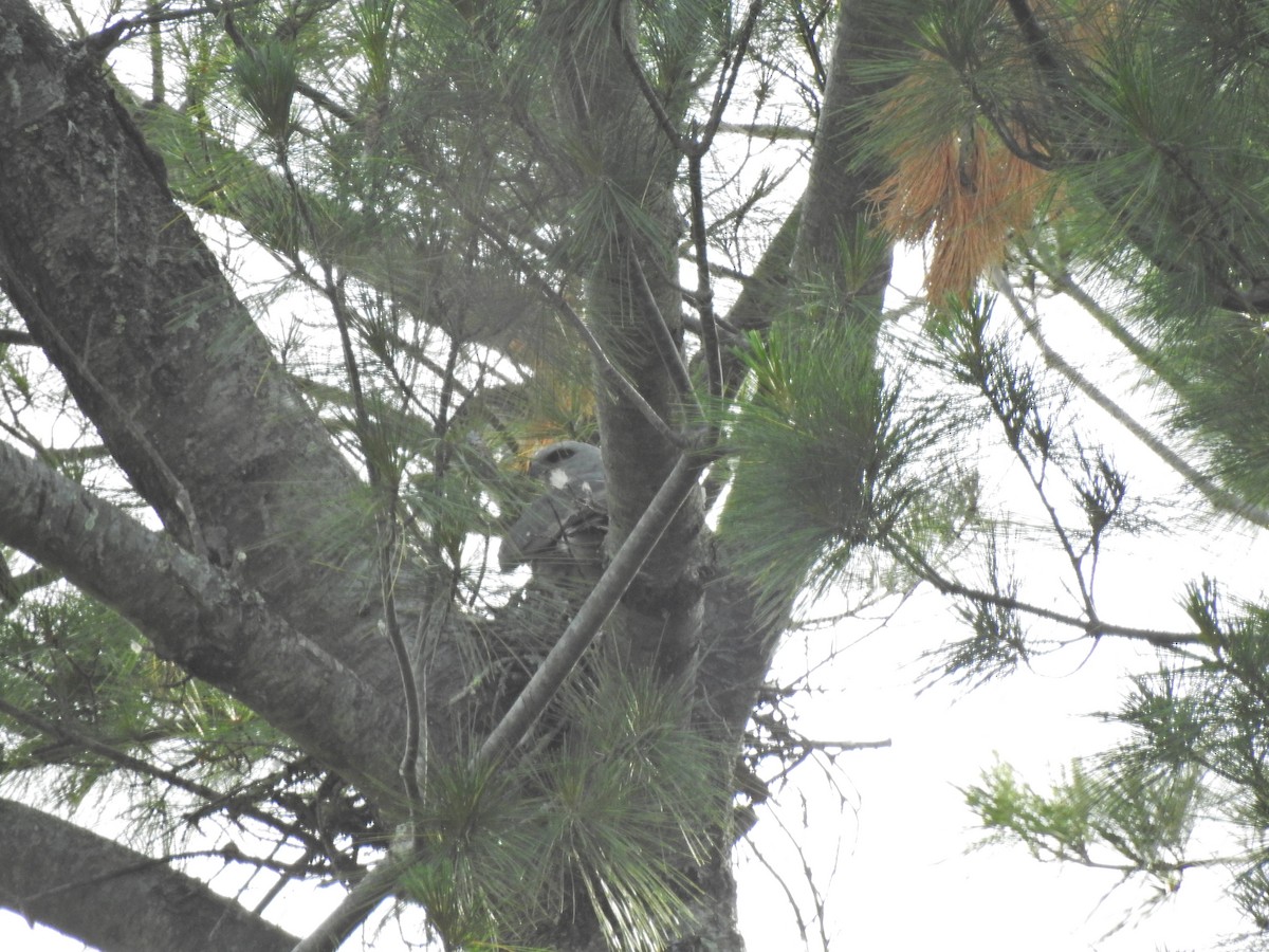 Mississippi Kite - ML355459991