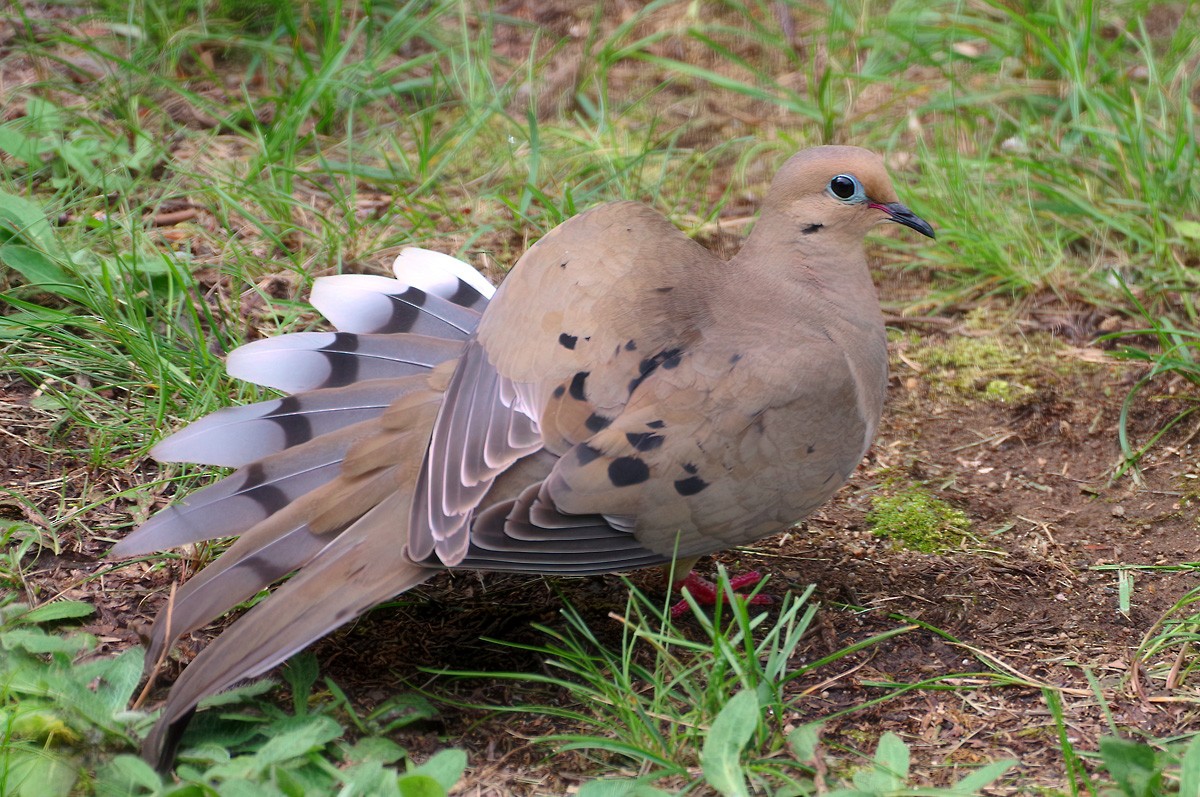 Mourning Dove - ML355460311