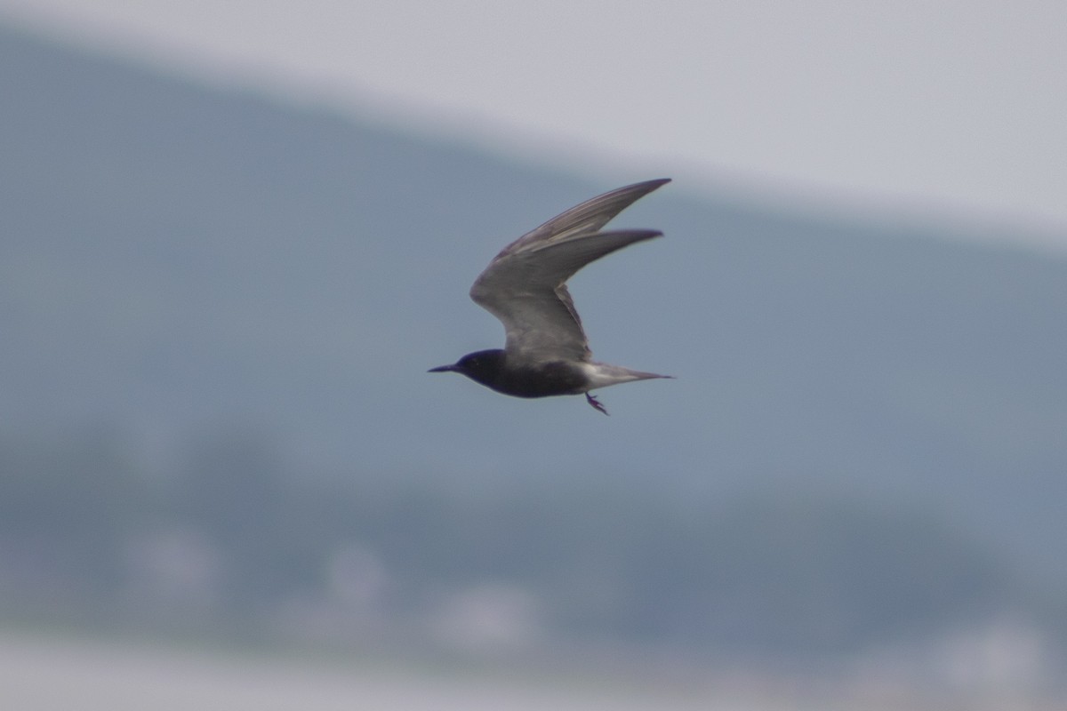 Black Tern - ML355461911