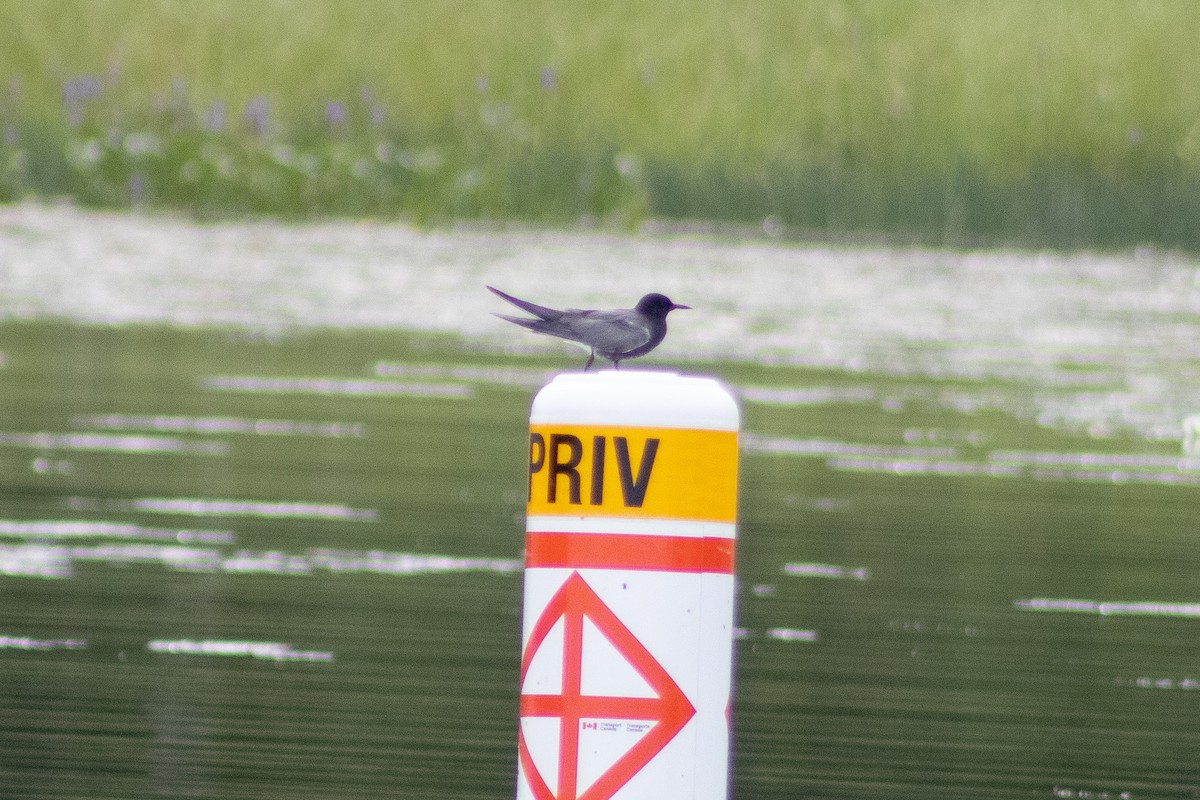 Black Tern - ML355461921