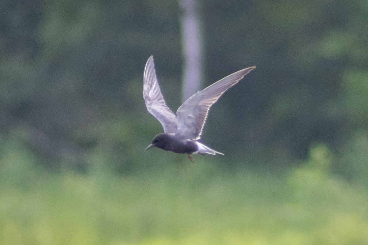 Black Tern - ML355462071