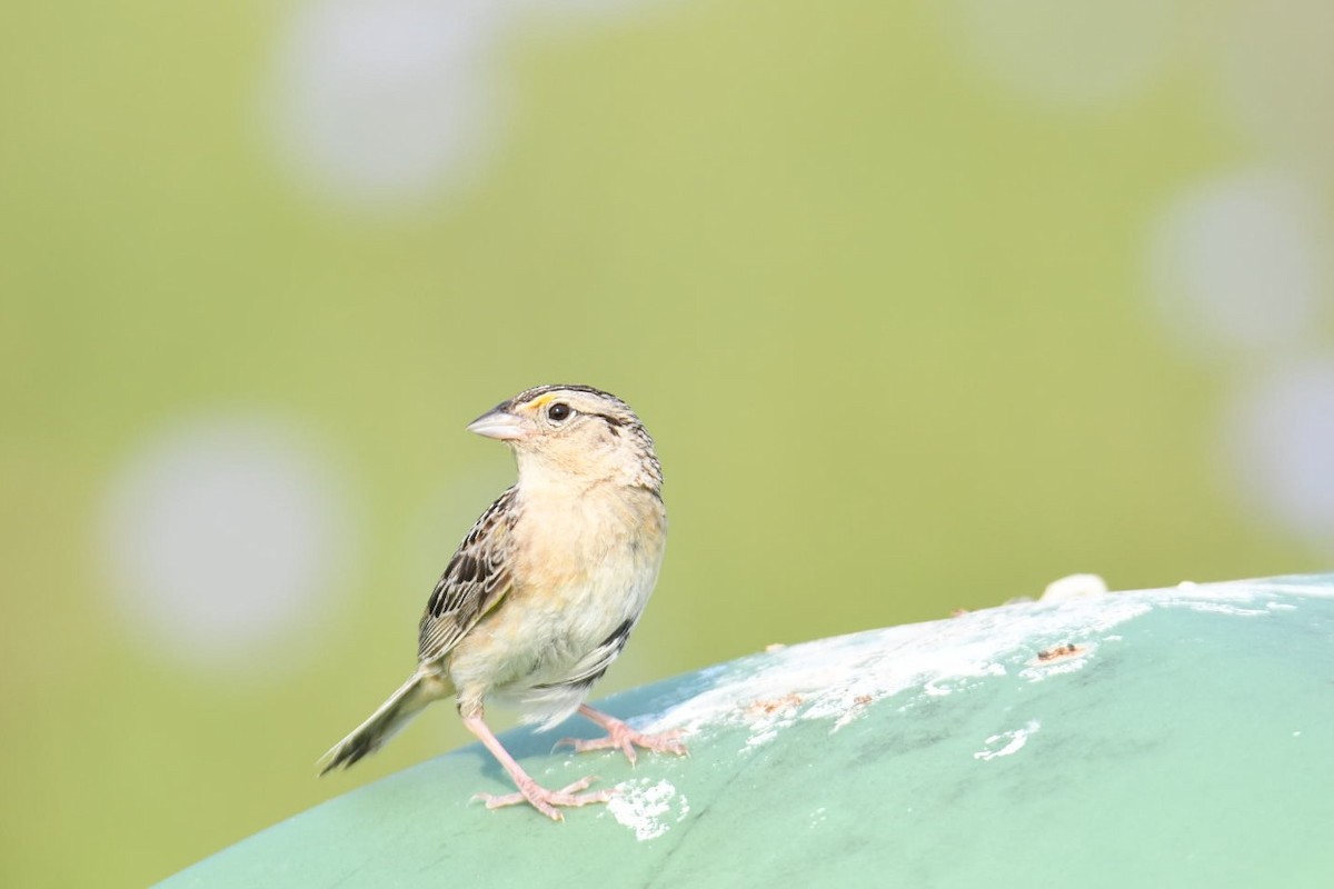 Grasshopper Sparrow - ML355465251