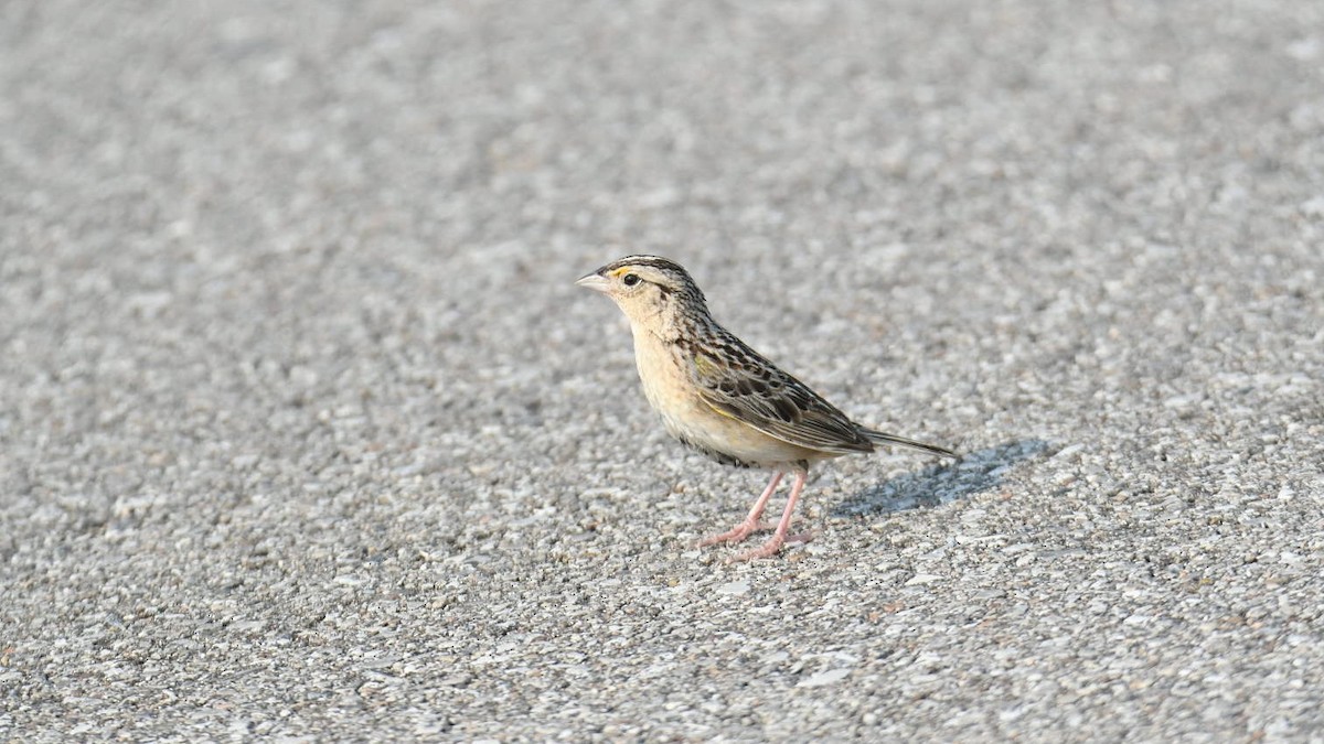 Grasshopper Sparrow - ML355465301