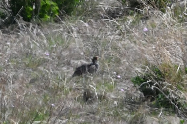 Gray Partridge - David M. Bell