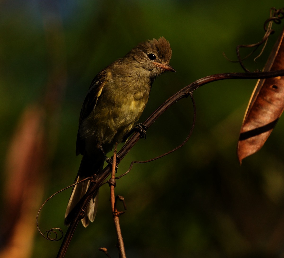 Yellow-bellied Elaenia - ML355469841