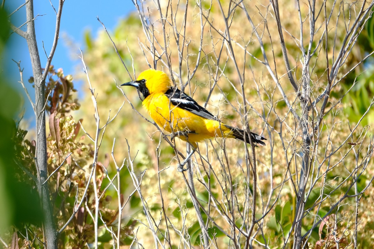 Hooded Oriole - ML355469881