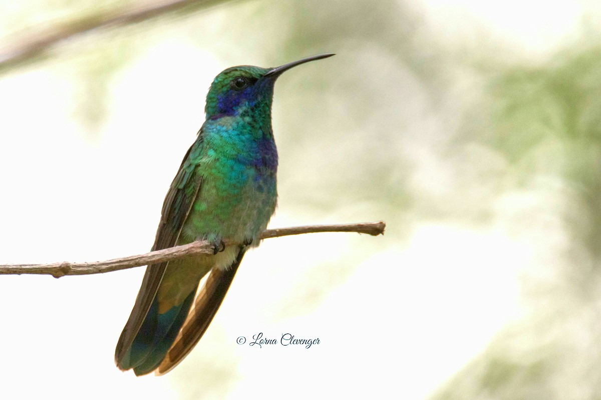 Mexican Violetear - ML355470391