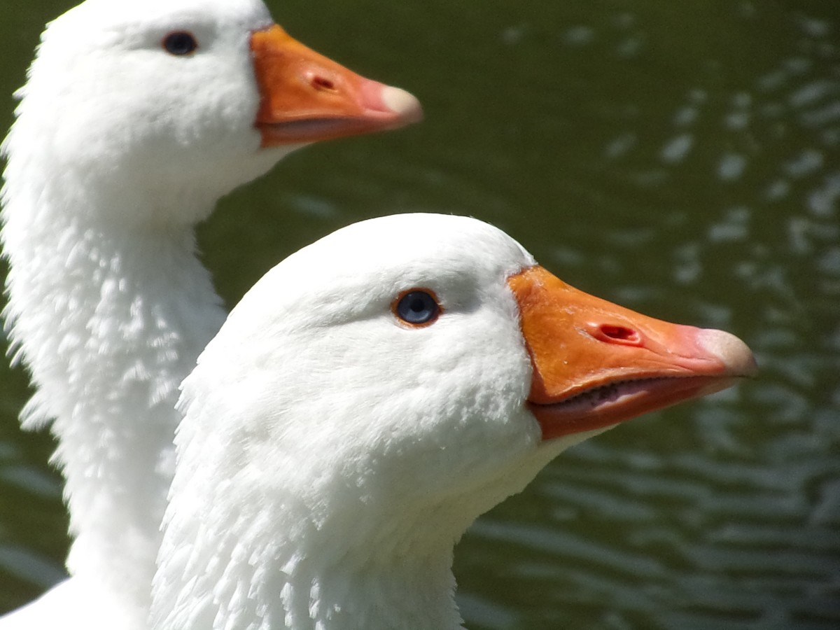 Domestic goose sp. (Domestic type) - ML355470991