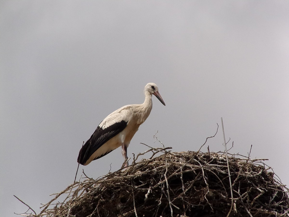 White Stork - Vojtěch Zmeškal