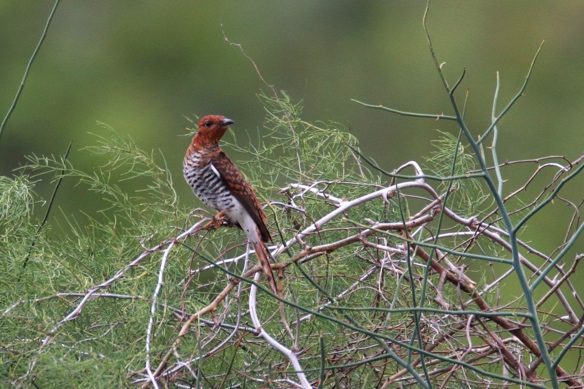 Gray-bellied Cuckoo - Amol Bapat