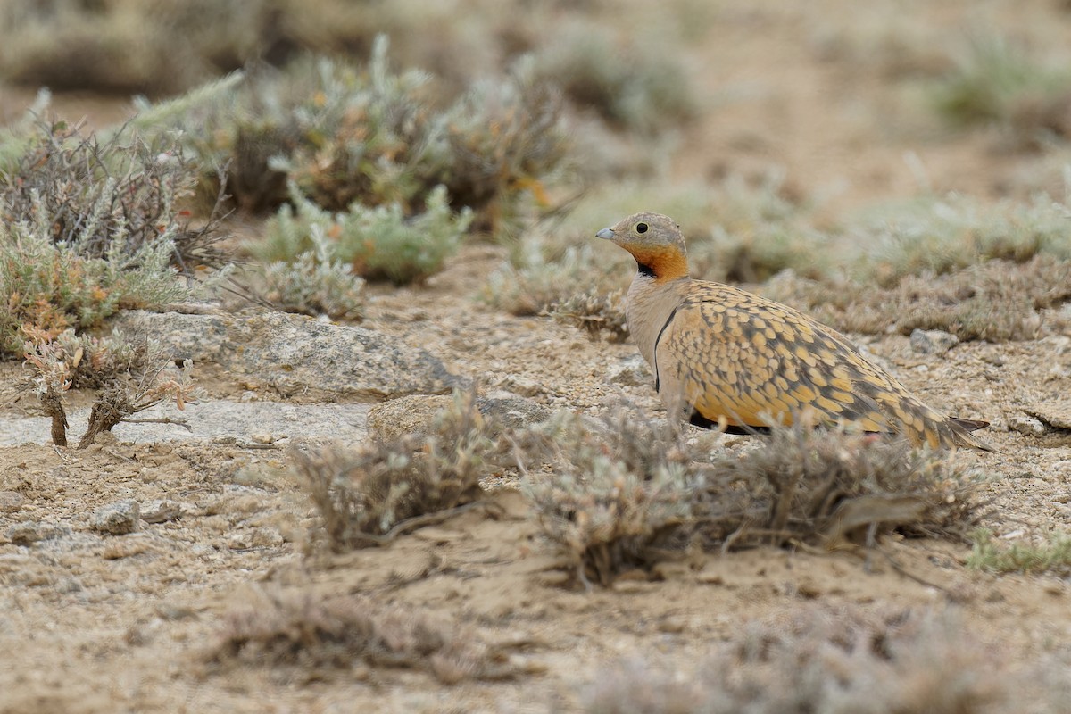 Black-bellied Sandgrouse - ML355473281