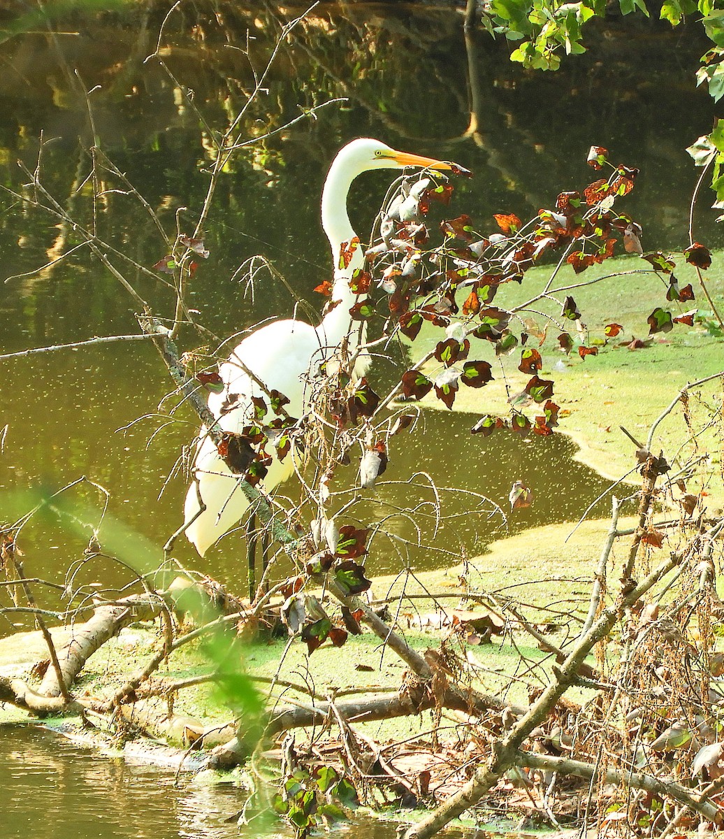 Great Egret - Sabrena Boekell