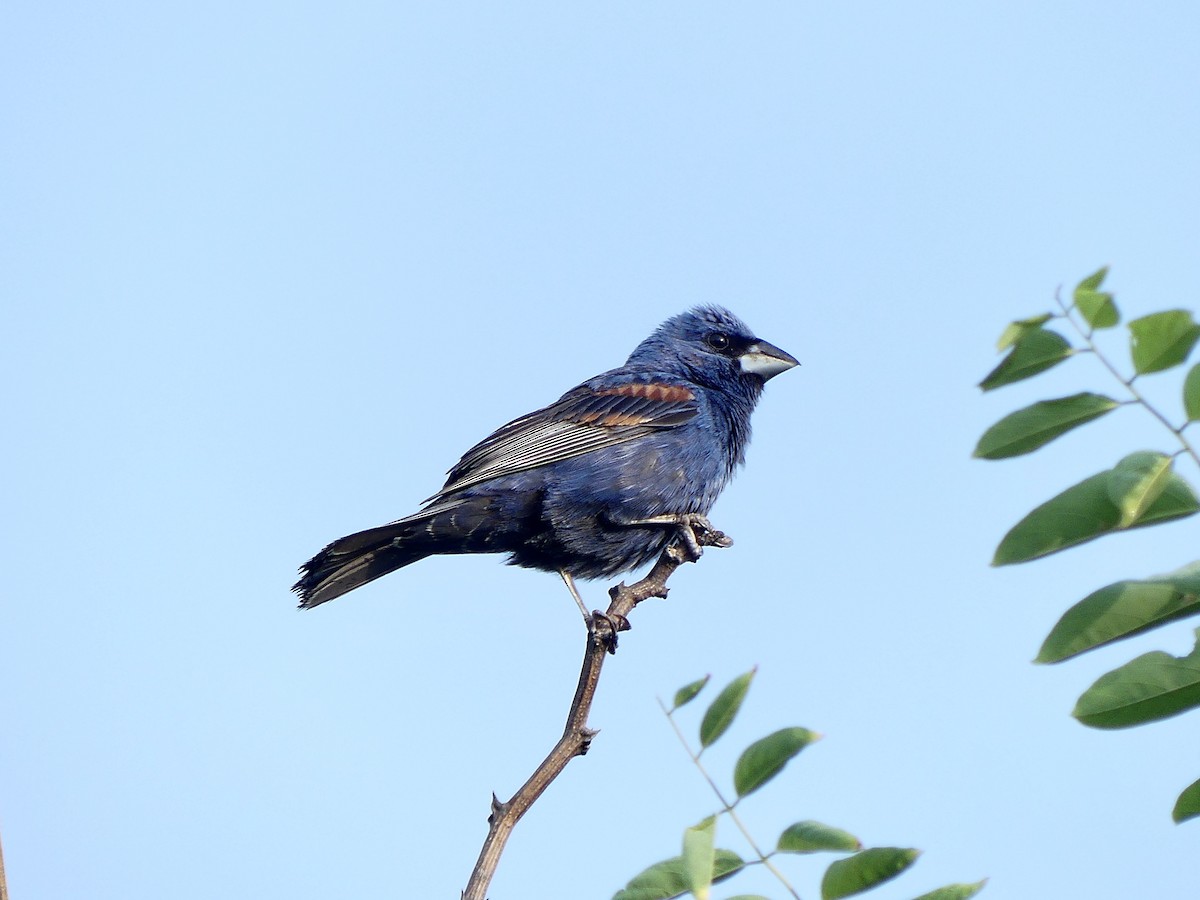 Blue Grosbeak - ML355476031