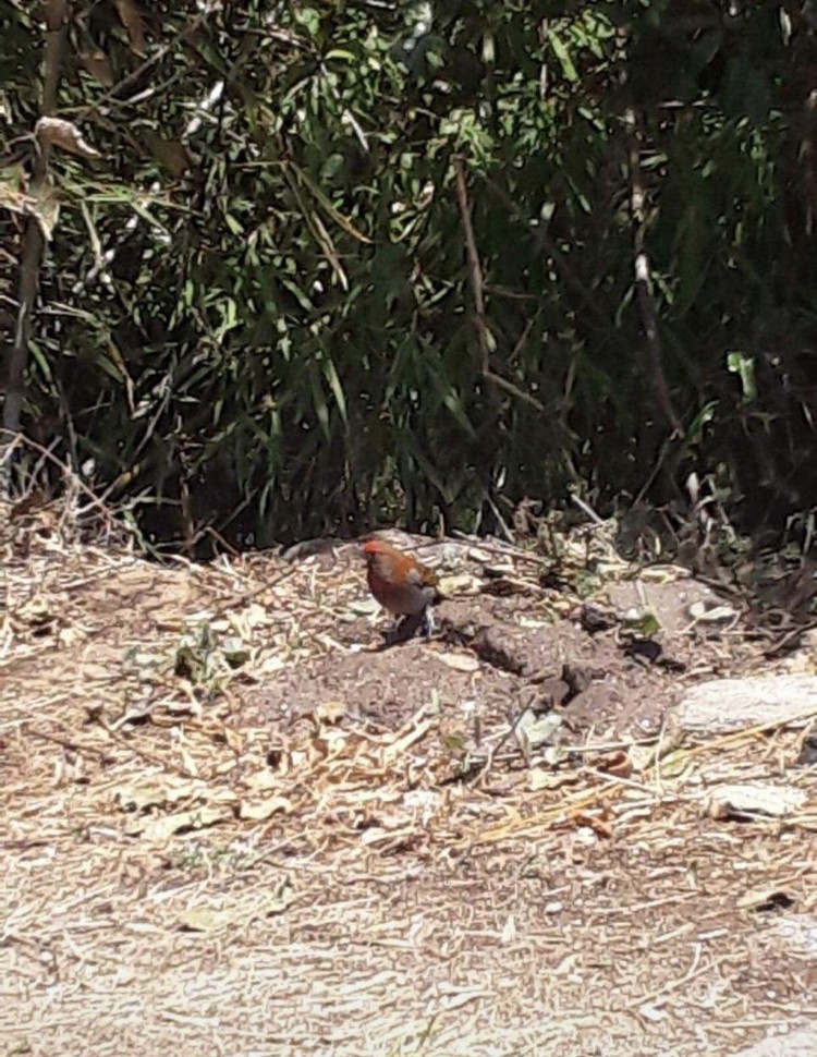 Crimson-browed Finch - ML355476141