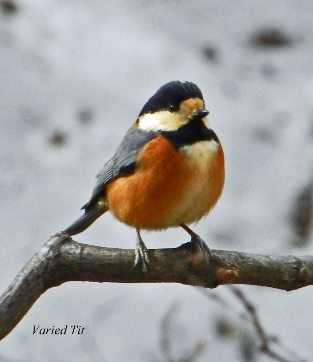 Varied Tit - ML355476521