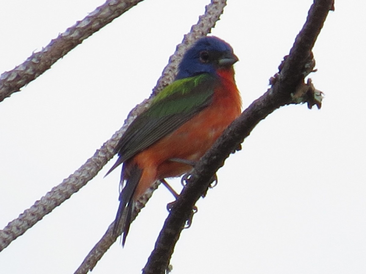 Painted Bunting - ML355476991
