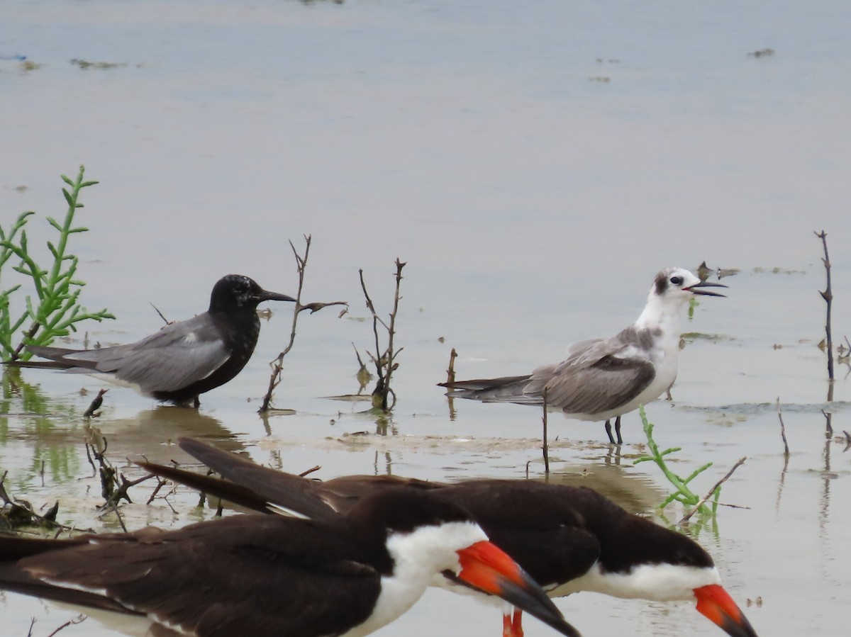 Black Tern - ML355478081