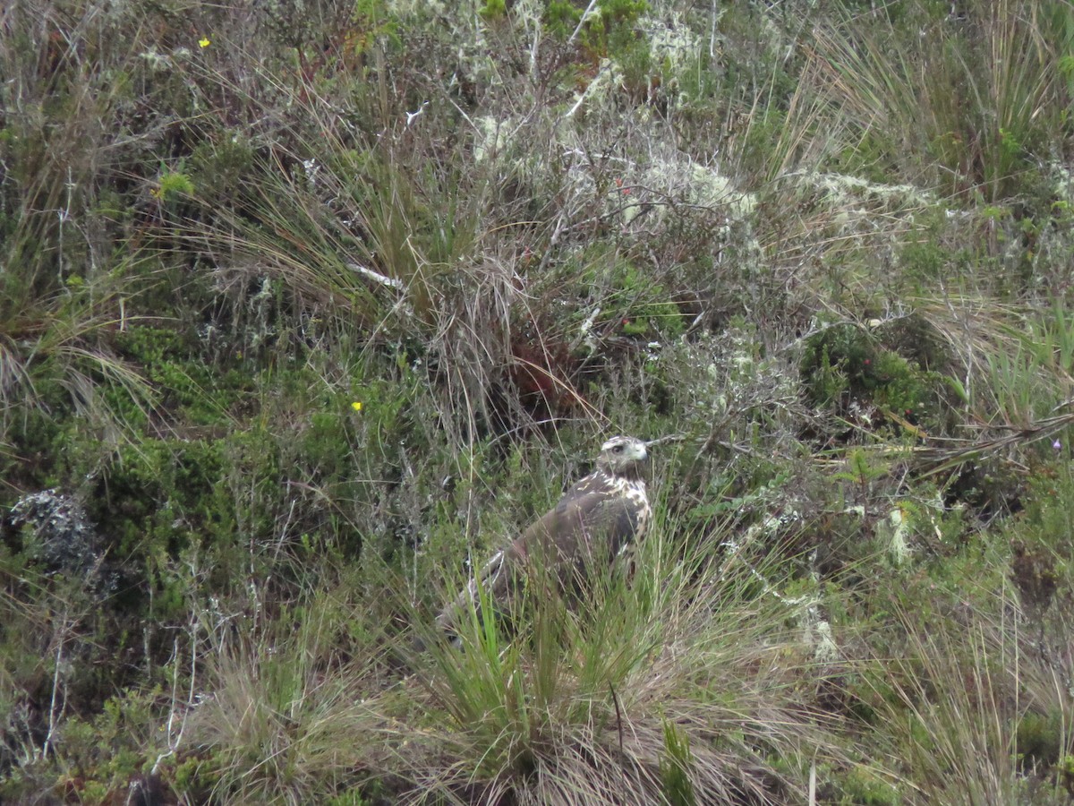 káně orlí - ML355481441