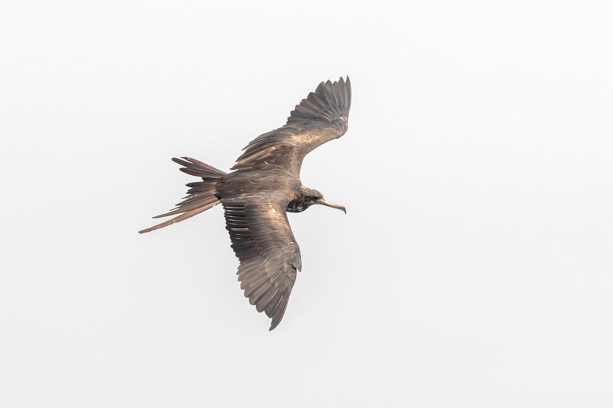 Magnificent Frigatebird - ML355483051