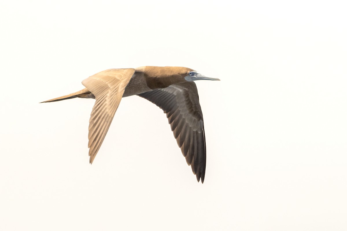 Brown Booby - ML355483091