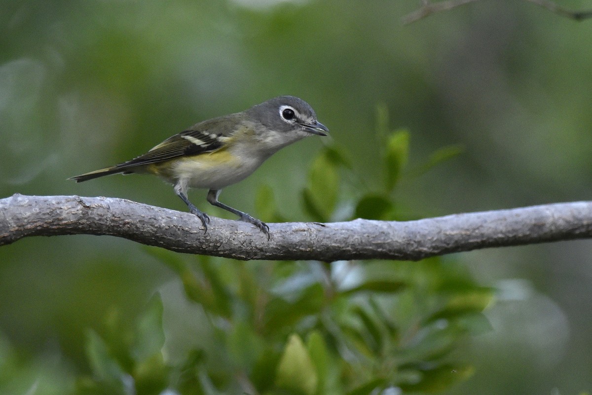 Blue-headed Vireo - ML355483471