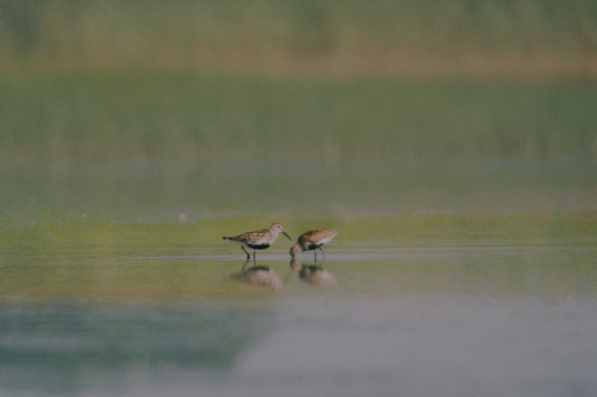 Dunlin - ML35548471