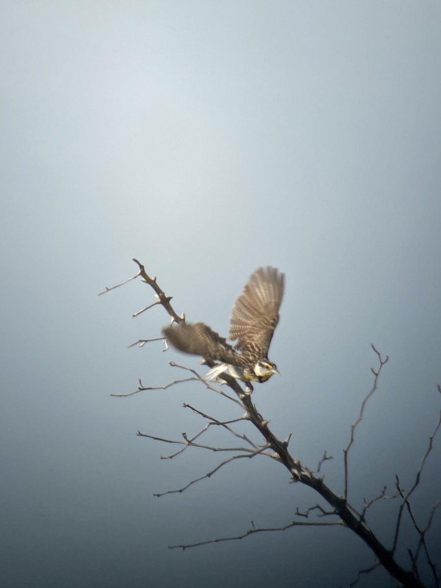 Chihuahuan Meadowlark - Ezra Cohen