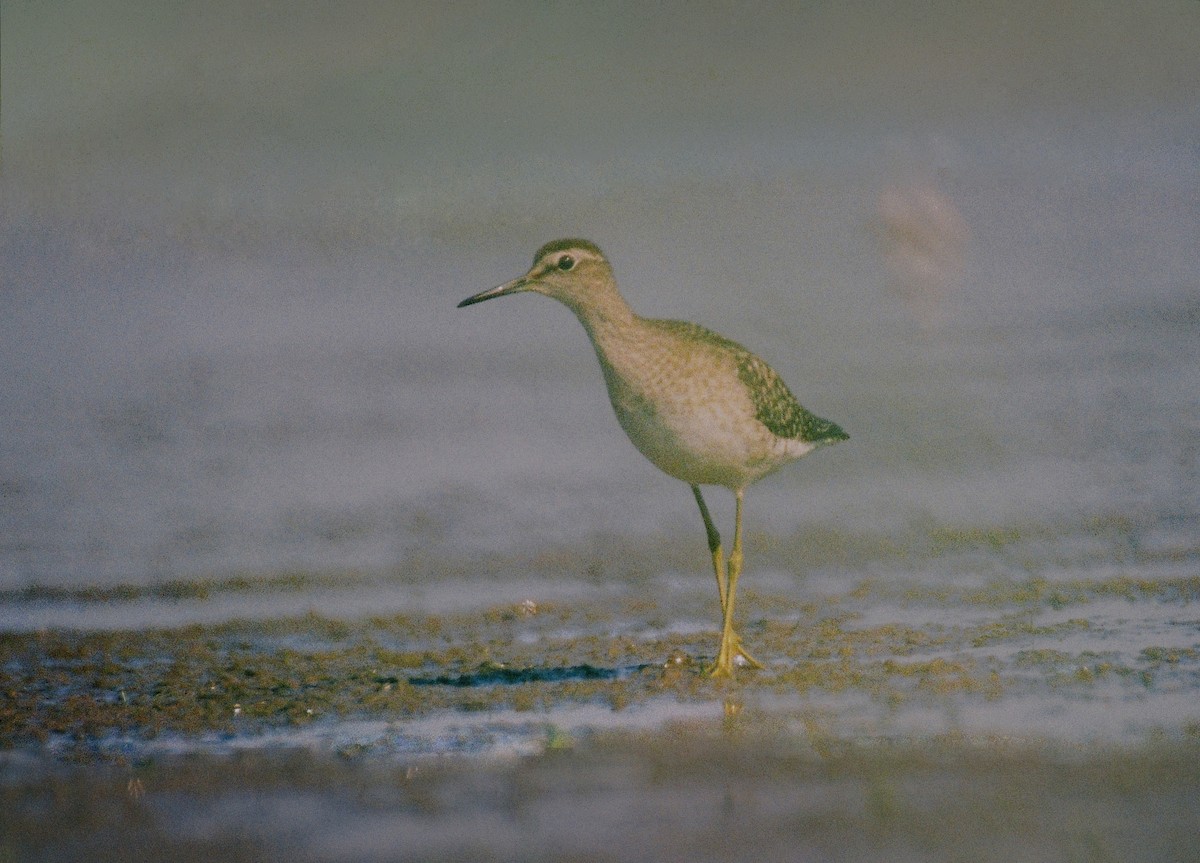 Wood Sandpiper - ML35548601