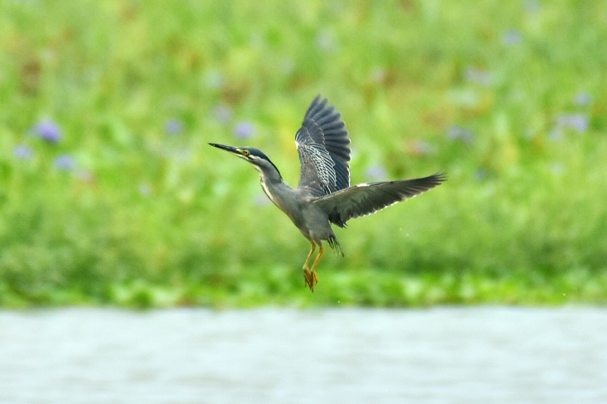 Striated Heron - ML355486171