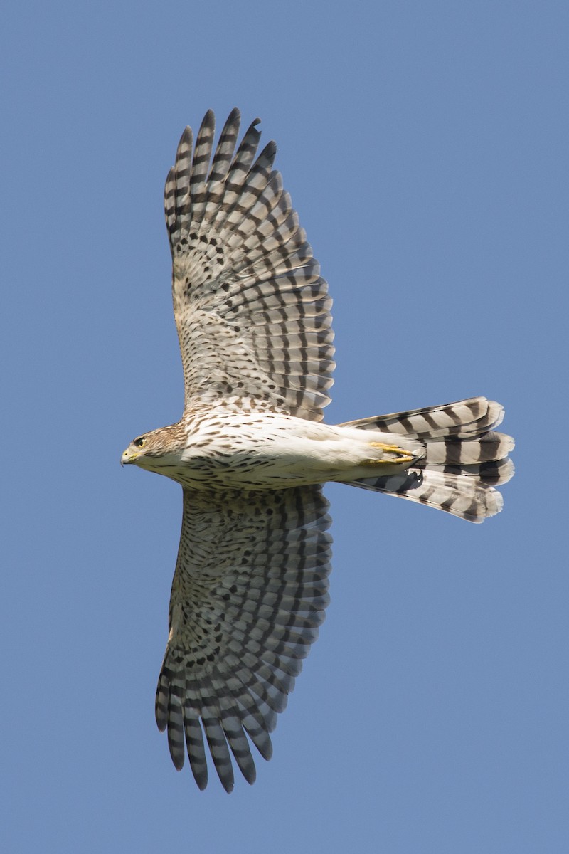 Cooper's Hawk - ML35548761