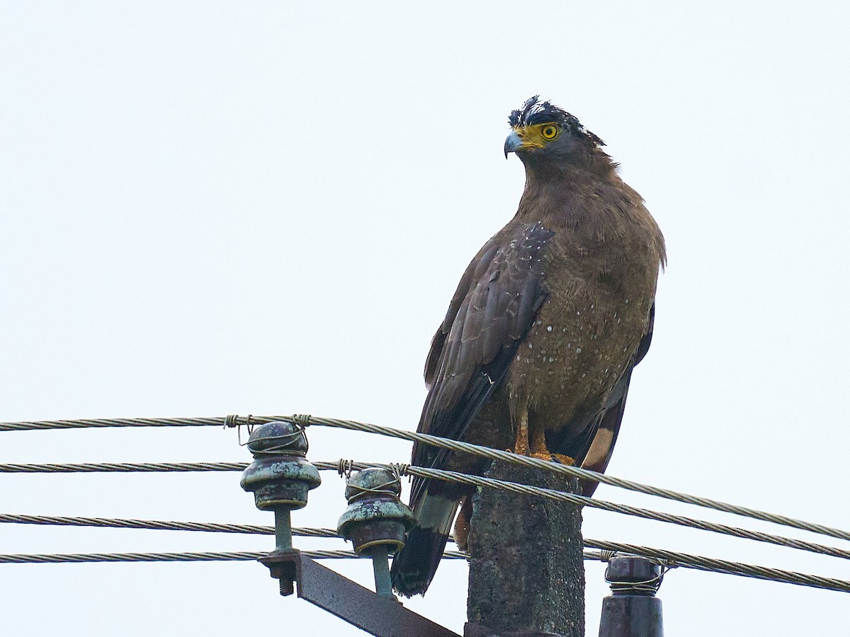 Crested Serpent-Eagle - ML355487611