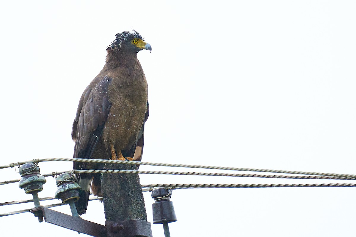 Crested Serpent-Eagle - ML355487651