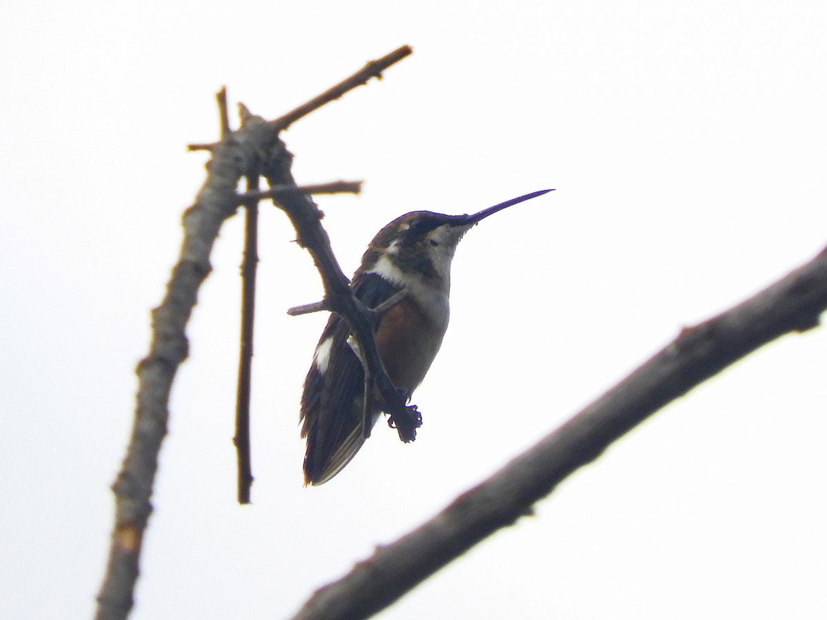 Purple-throated Woodstar - ML355488521