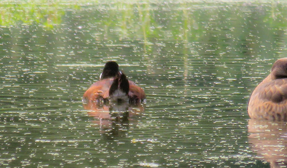 Ruddy Duck - ML355489211