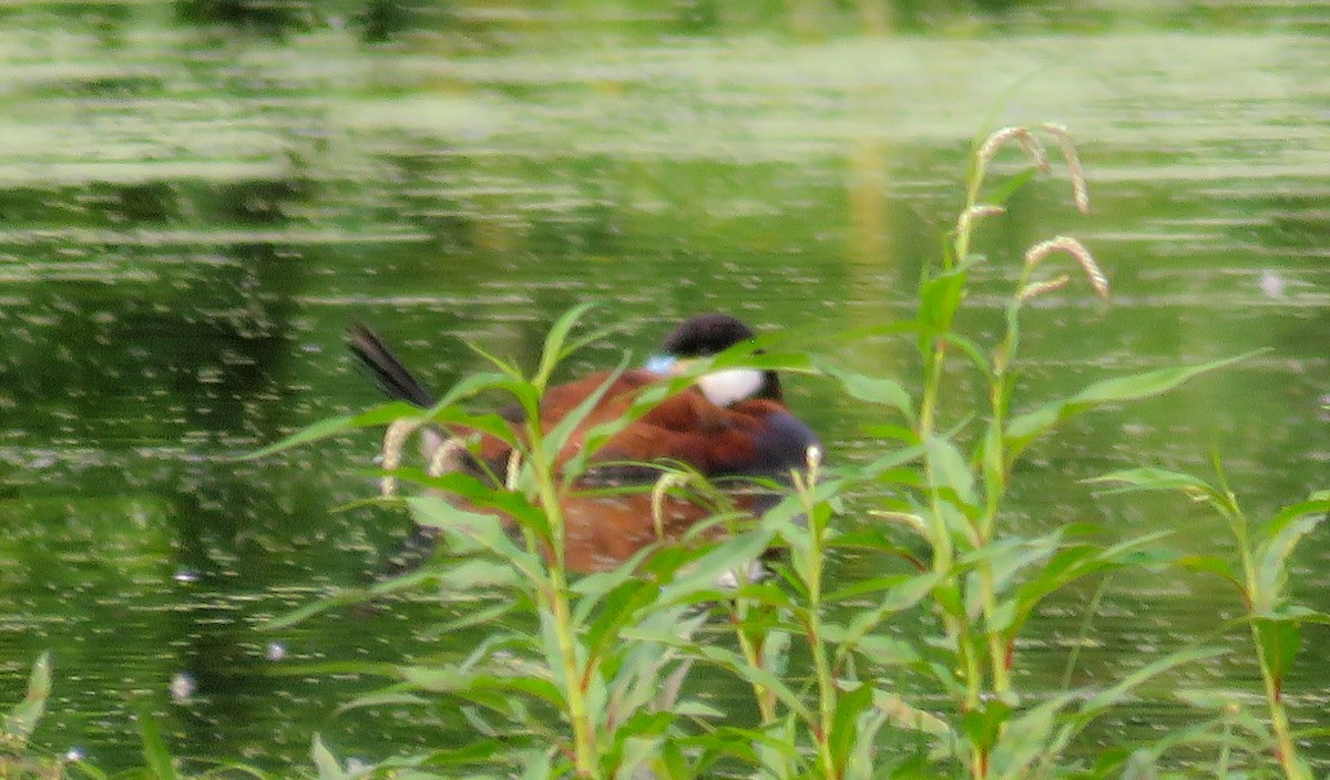 Ruddy Duck - ML355489221