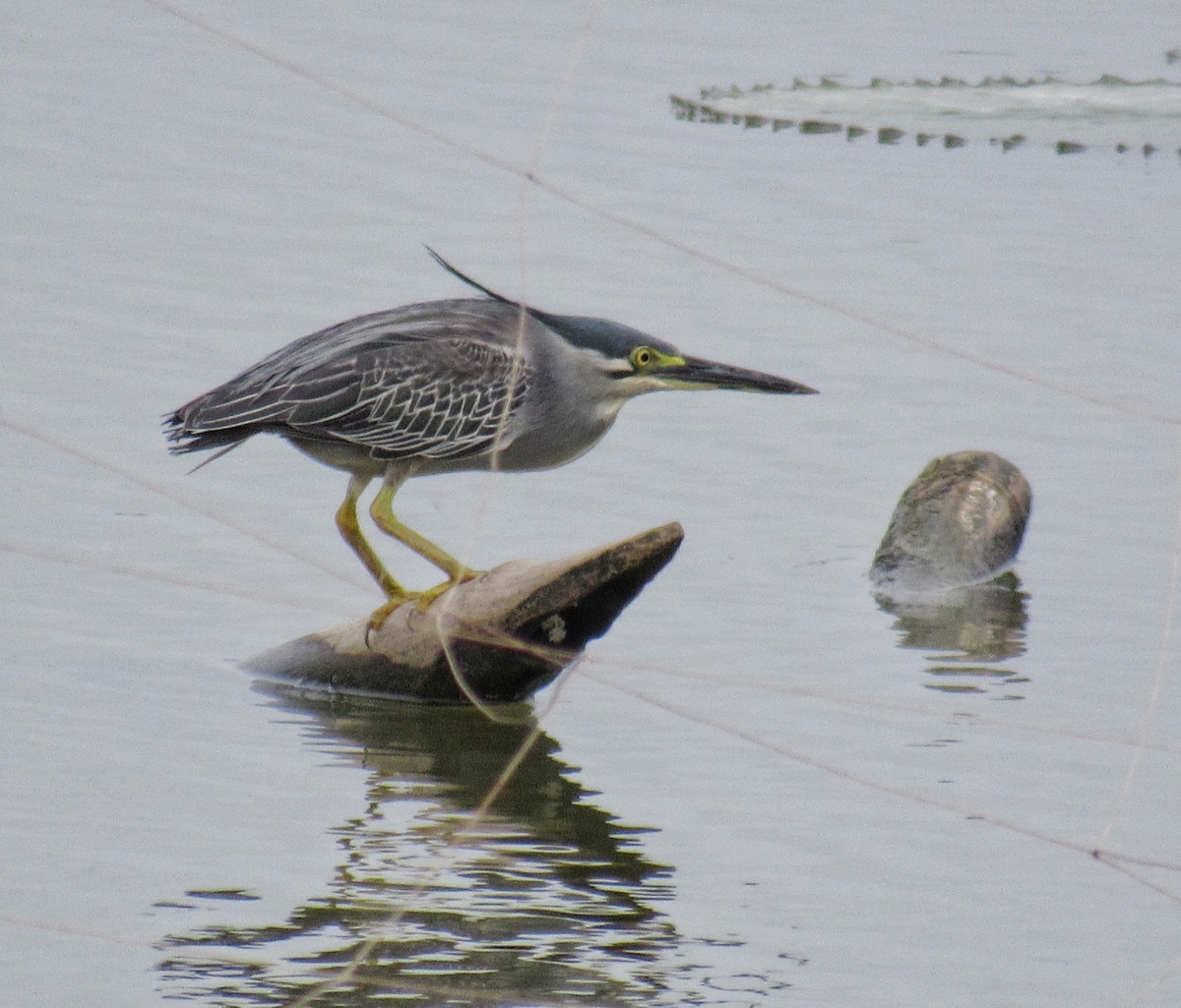 Striated Heron - ML355489271