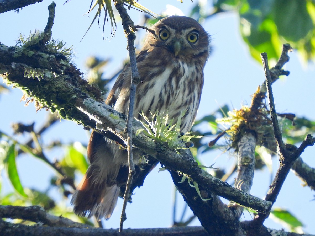 Peruvian Pygmy-Owl - ML355489501