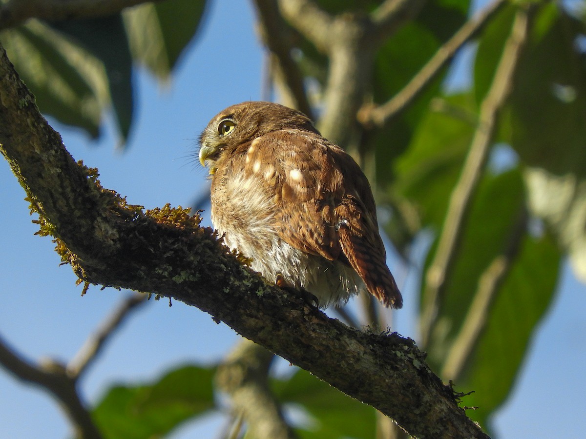 Peruvian Pygmy-Owl - ML355489581