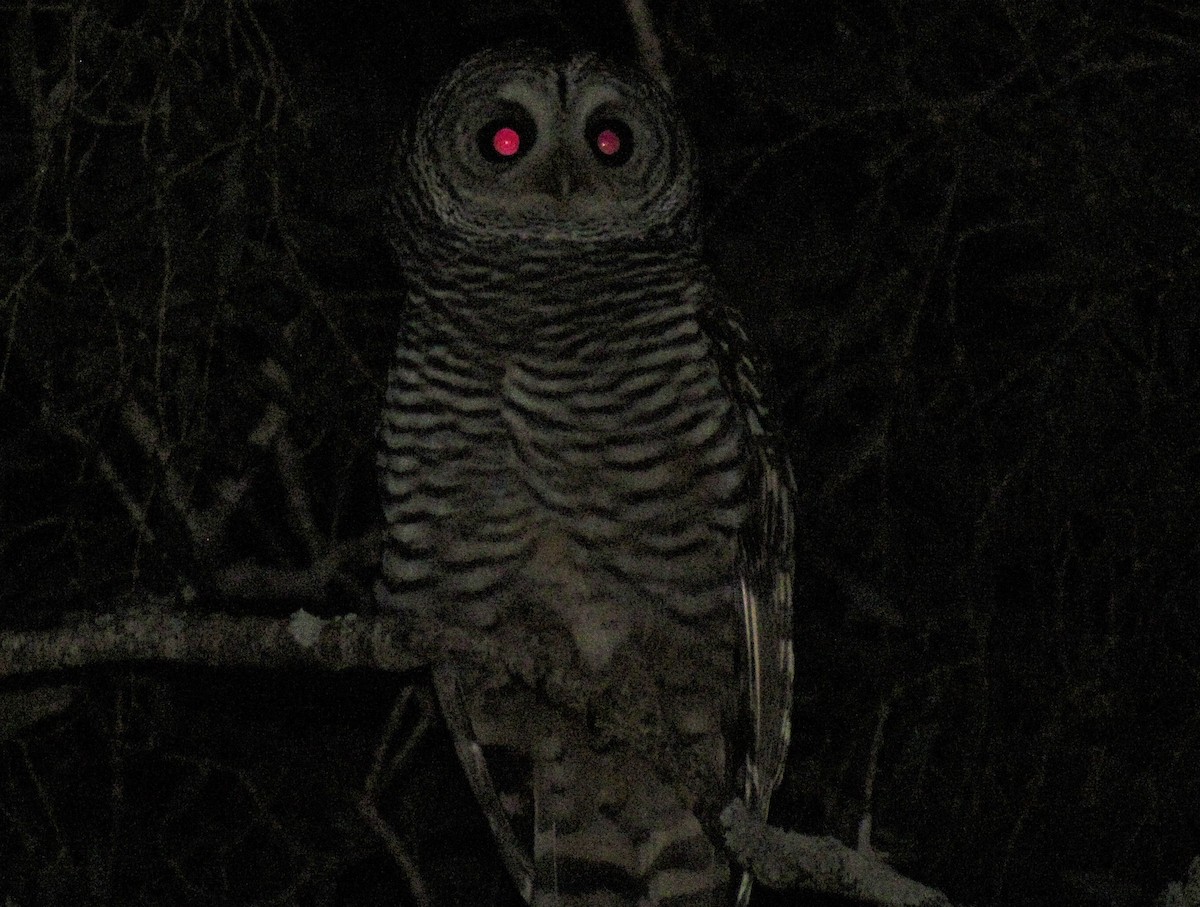 Chaco Owl - ML355489761
