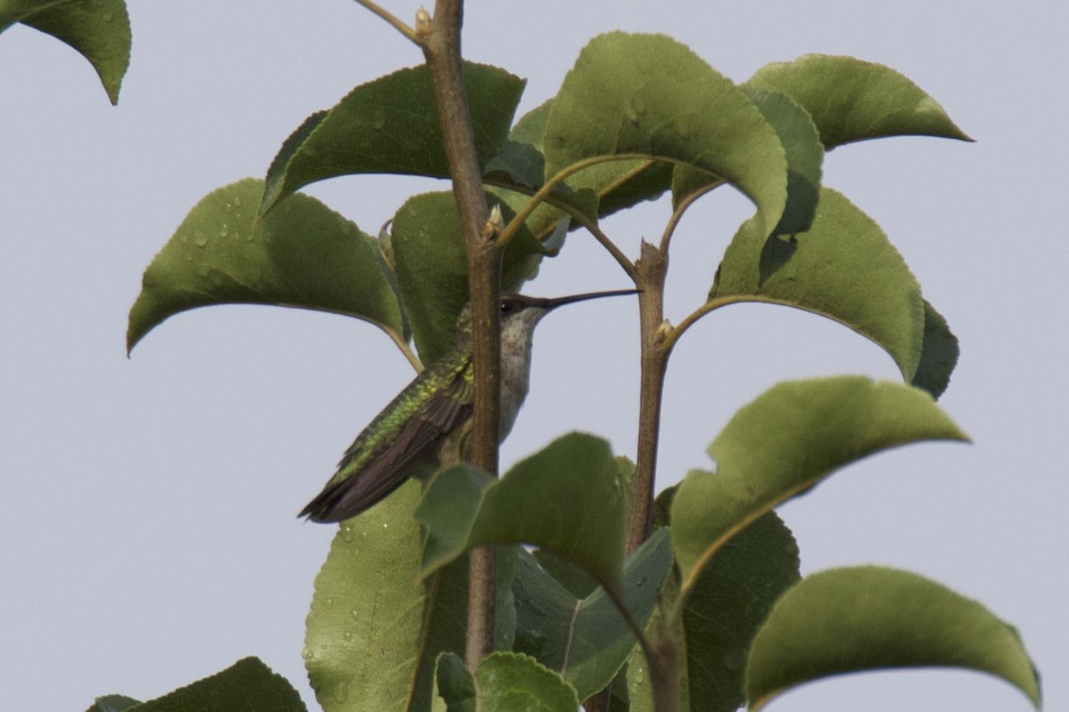 Ruby-throated Hummingbird - ML355491331