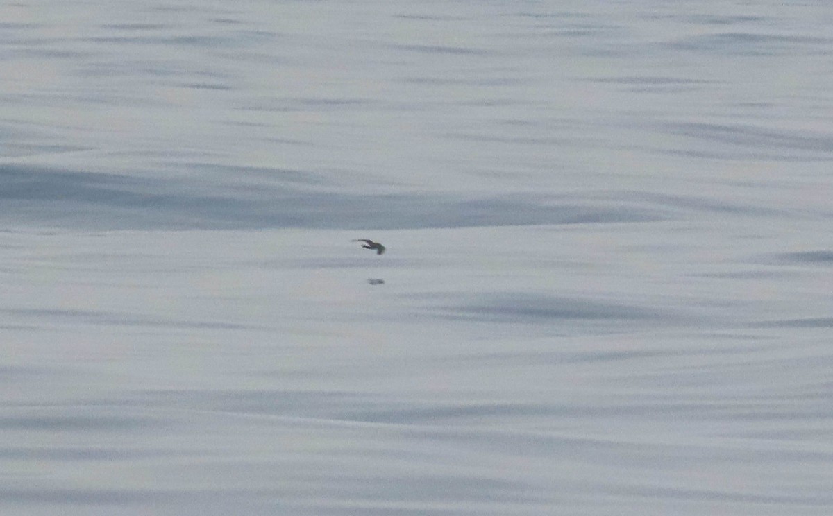 European Storm-Petrel - Alfonso Guío Rodríguez