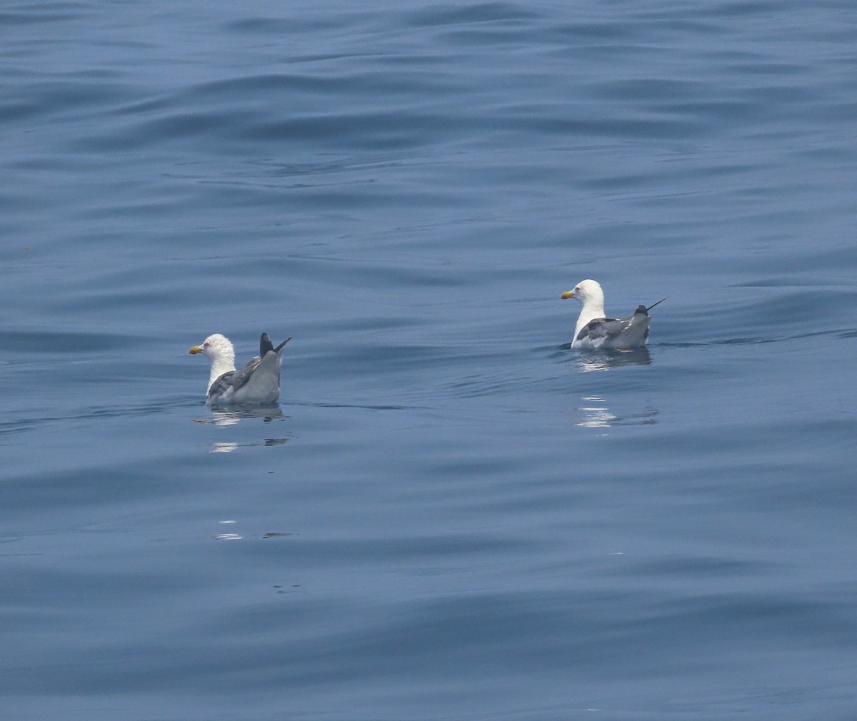 Yellow-legged Gull - ML355492591