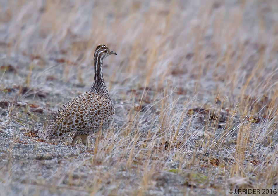 Patagonian Tinamou - ML35549321