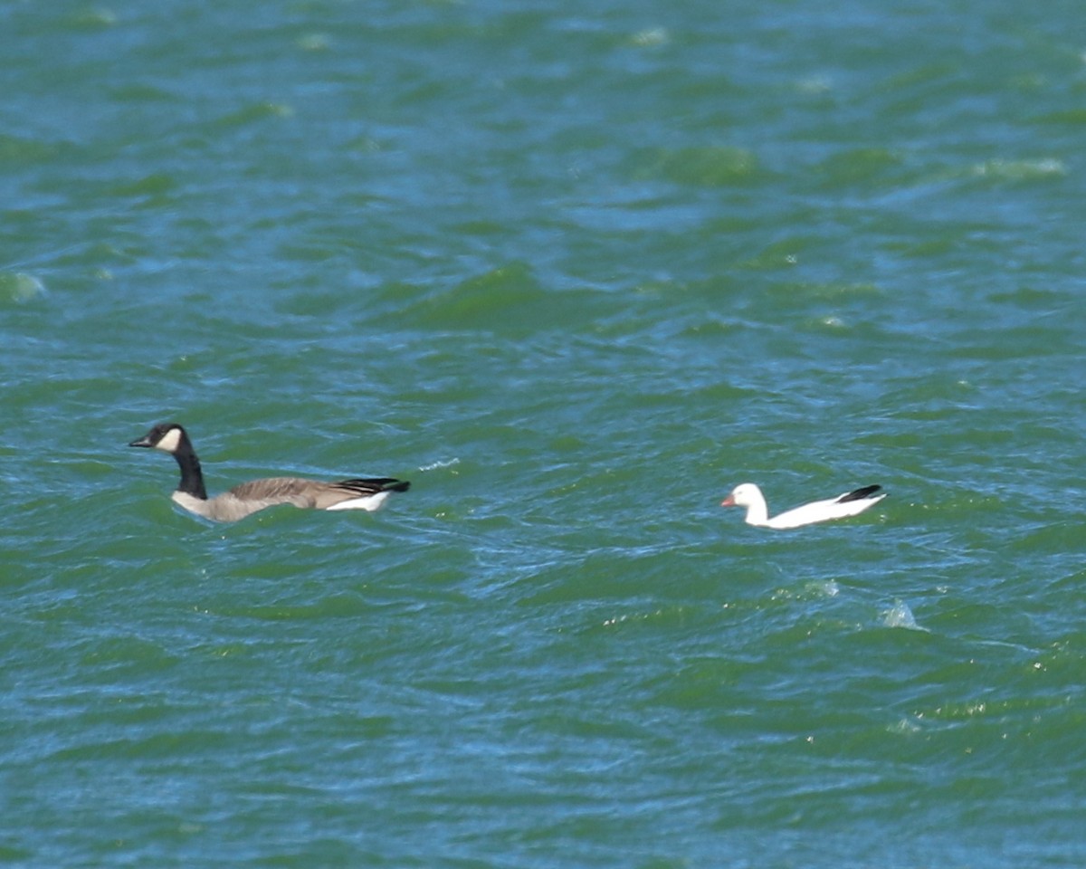 Ross's Goose - ML35549661