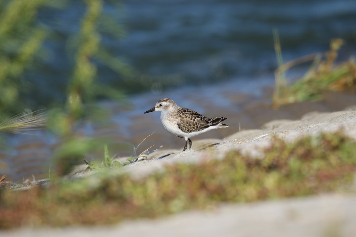 Semipalmated Sandpiper - ML35549691