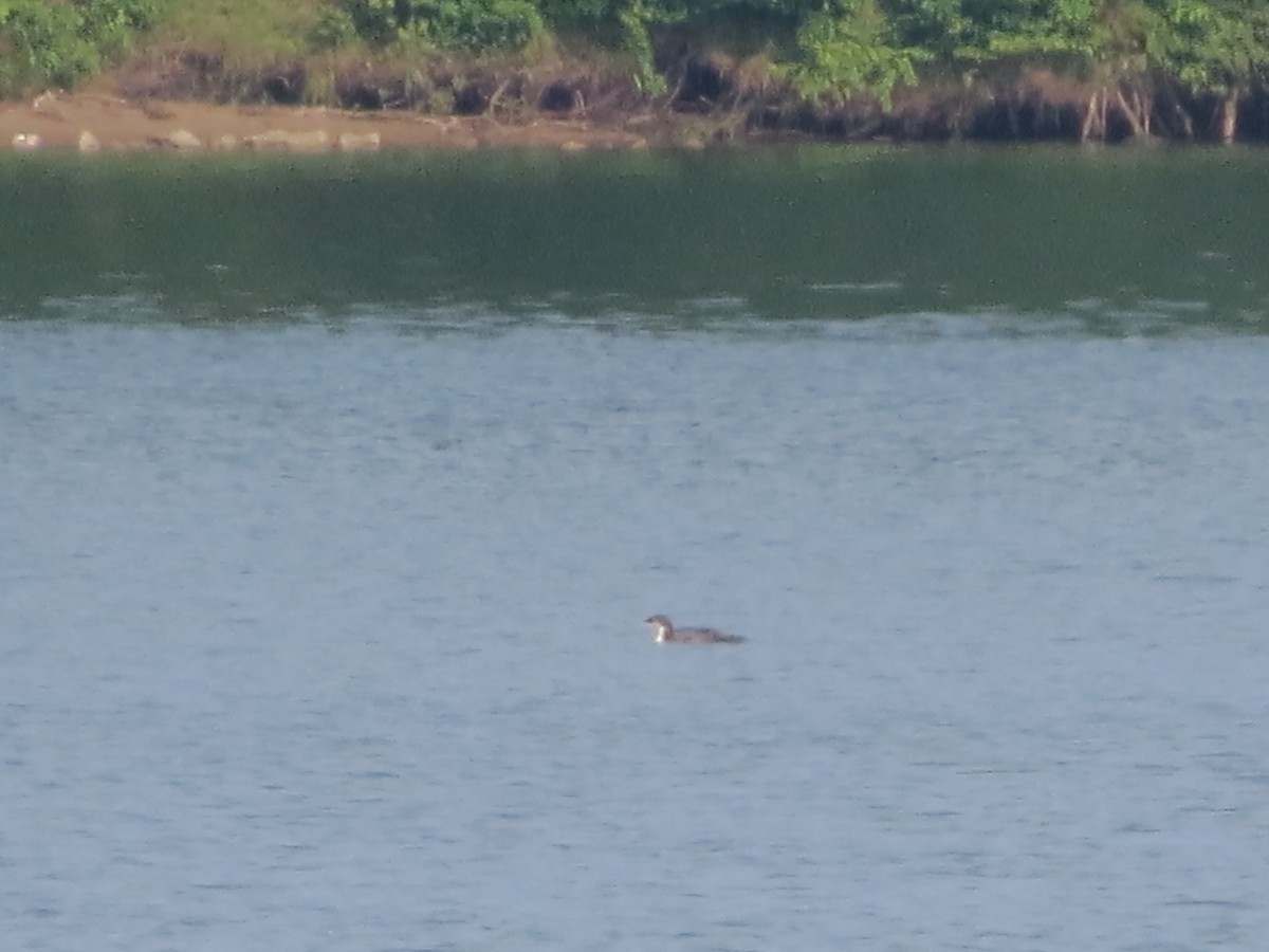 Plongeon huard - ML355496991