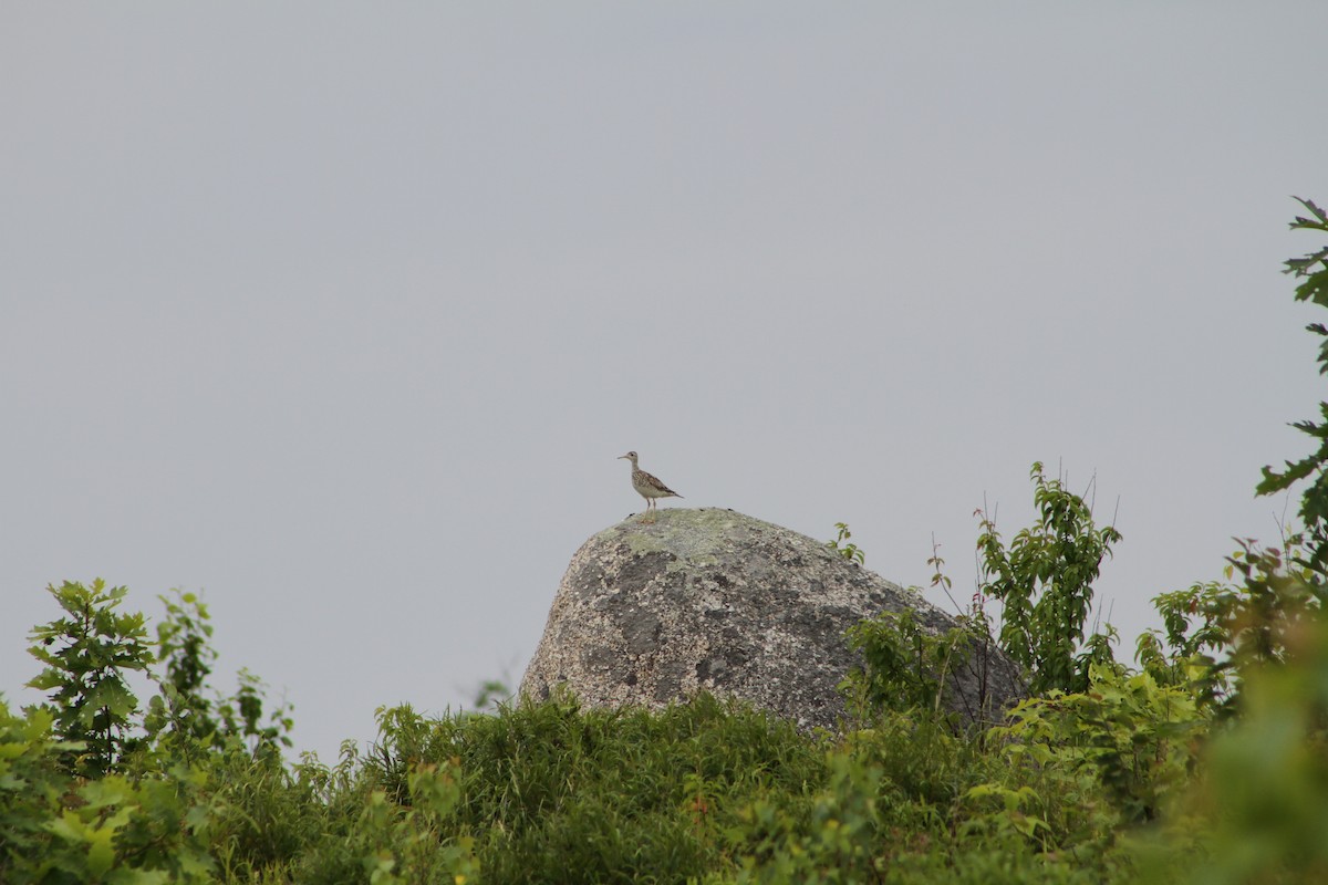 Upland Sandpiper - ML355498911