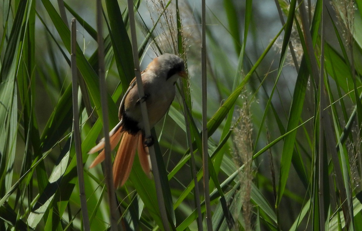 Bearded Reedling - ML355499021