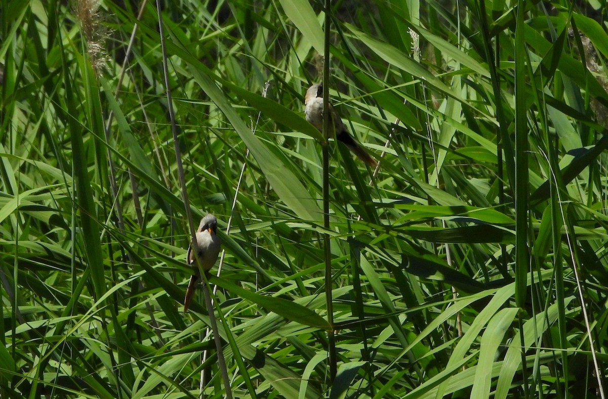 Bearded Reedling - ML355499031