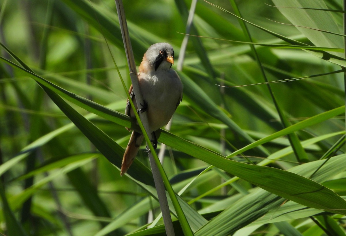 Bearded Reedling - ML355499071